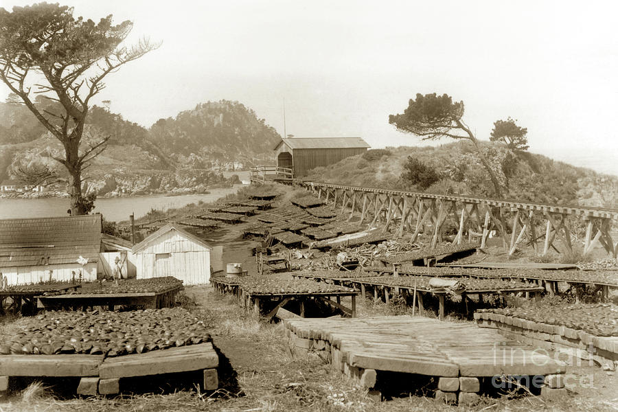 Point Lobos Photograph - Abalone drying racks on Coal Chute Point Lobos Sept 19, 1905 by Monterey County Historical Society