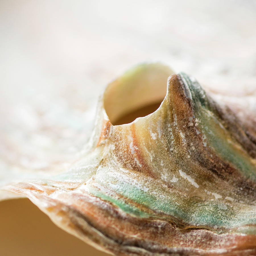 Abalone Landscape Photograph by Heather Applegate