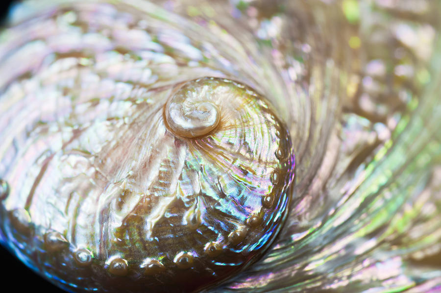 Abalone Shell Close-up Photograph by Bill Brennan - Printscapes