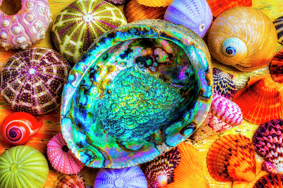 Abalone Shell With Colorful Seashells Photograph by Garry Gay