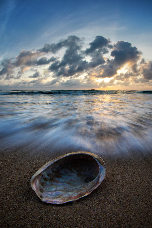 Nature Photograph - Abalone Swirl. by Sean Davey