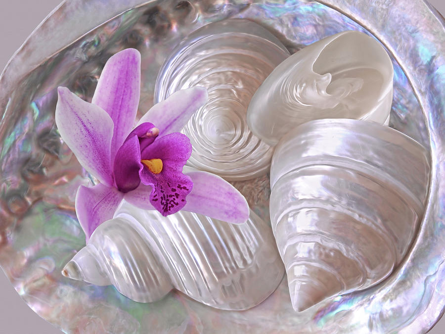 Abalone With Pearl Shells and Purple Orchid Photograph by Gill Billington