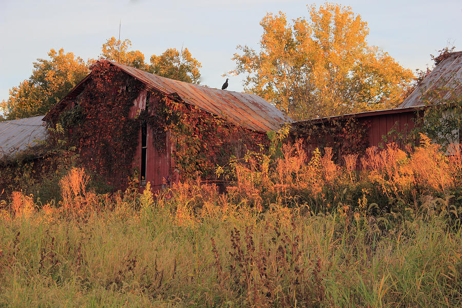 Abandoned Barn Photograph by Angela Murdock