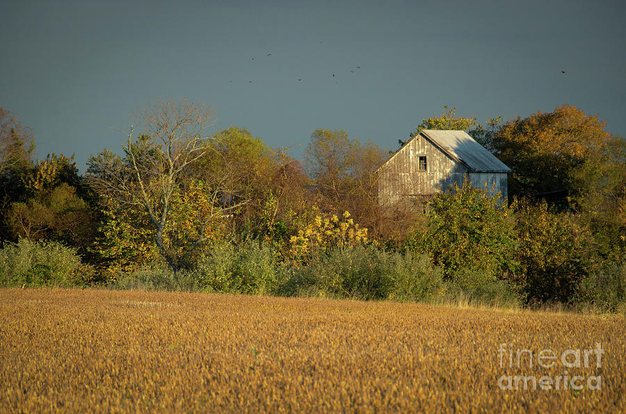 Abandoned Barn In The Trees Rural Nature / Landscape Photograph  Photograph by PIPA Fine Art - Simply Solid