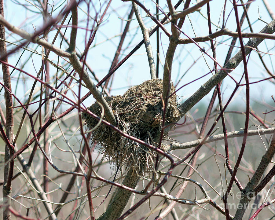 Abandoned Bird Nest Photograph by Smilin Eyes Treasures