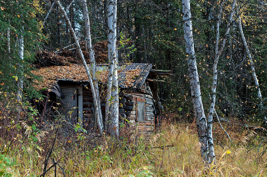 Abandoned Cabin - Salcha Alaska Photograph by Cathy Mahnke