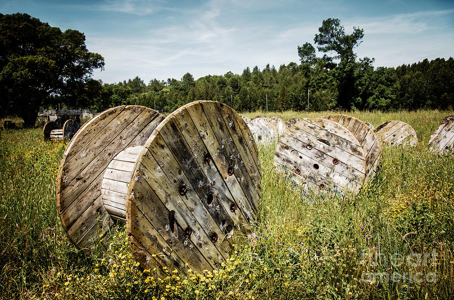 Tree Photograph - Abandoned Cable Reels by Carlos Caetano