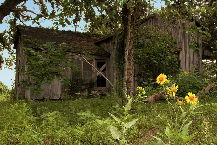 Abandoned Farm House and Flowers Photograph by Gerard Harrison