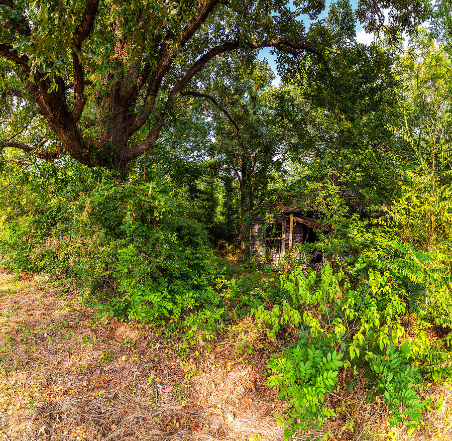 Abandoned House East Texas Wide Angle with Tree Photograph by Micah Goff