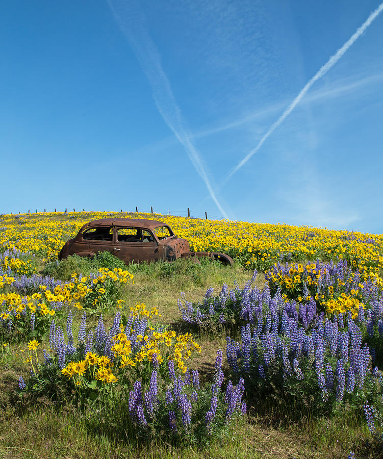Abandoned in a Field of Flowers Photograph by Angie Vogel