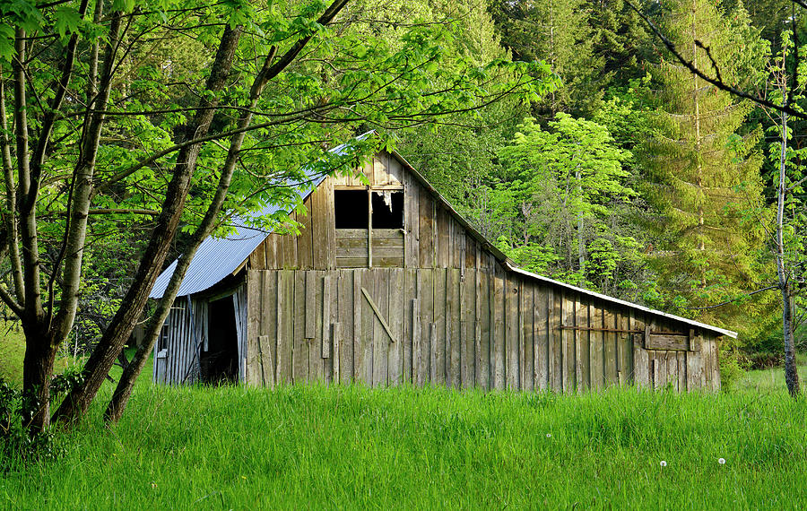 Abandoned In The Woods Photograph By Inge Riis Mcdonald