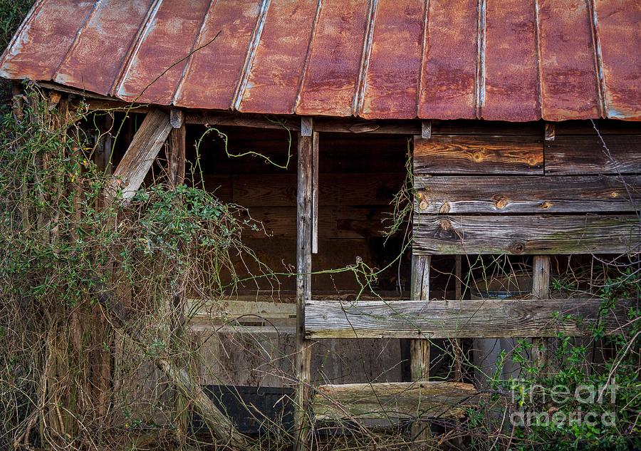 Abandoned And Overgrown Photograph by Janet Barnes - Fine Art America