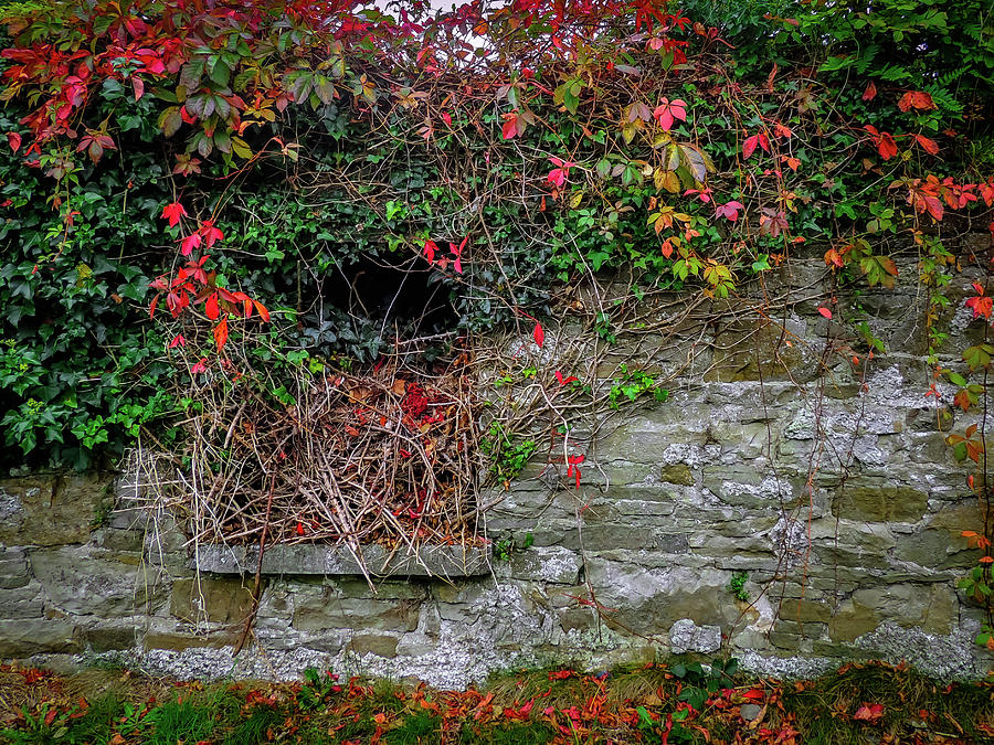 Autumn Photograph - Abandoned Irish Cottage In Autumn by James Truett Autumn Photograph - Abandoned Irish Cottage In Autumn by James Truett