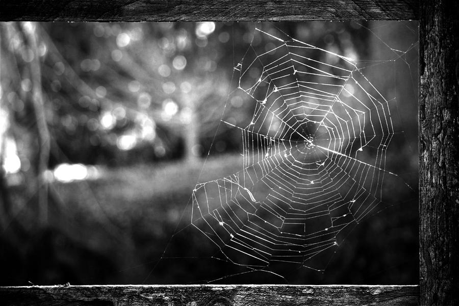 Spider Photograph - Abandoned by Iryna Goodall