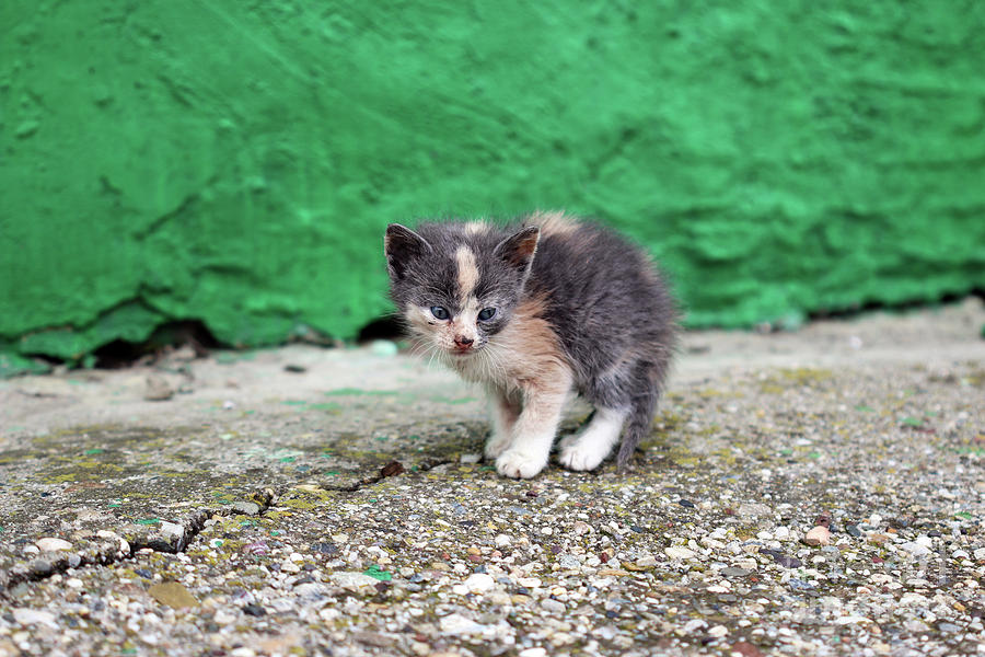 Abandoned Kitten On The Street Photograph By Goce Risteski - Fine Art ...