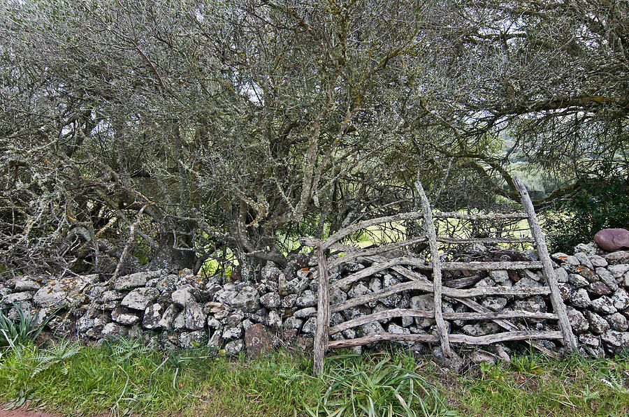 Abandoned Minorcan Country Gate in natural green colors Photograph by Pedro Cardona Llambias
