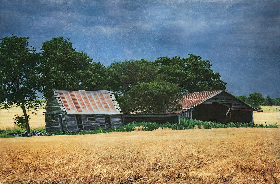 Abandoned Old Shack and Barn In Wheat Field Photograph by Anna Louise