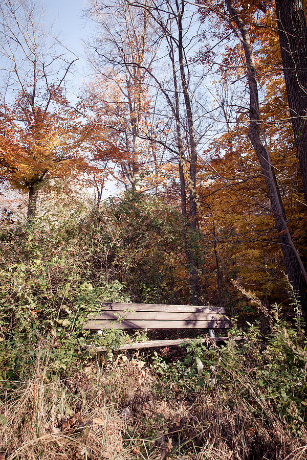 Abandoned Park Bench Photograph by Erin Cadigan