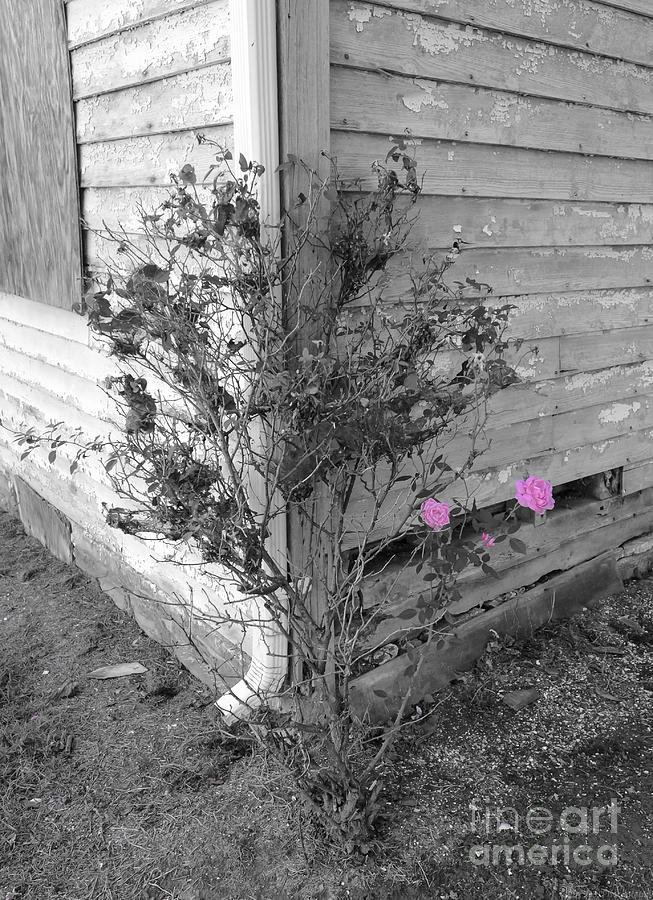 Abandoned Pink Rose Trio Photograph