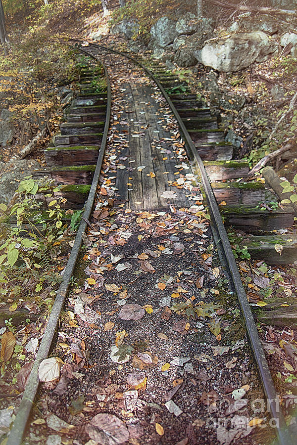 Nature Photograph - Abandoned Train Tracks In Nature by Tom Gari Gallery-Three-Photography