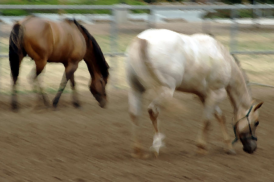 Horse Photograph - Abbey and Cisco  by Frank Garciarubio