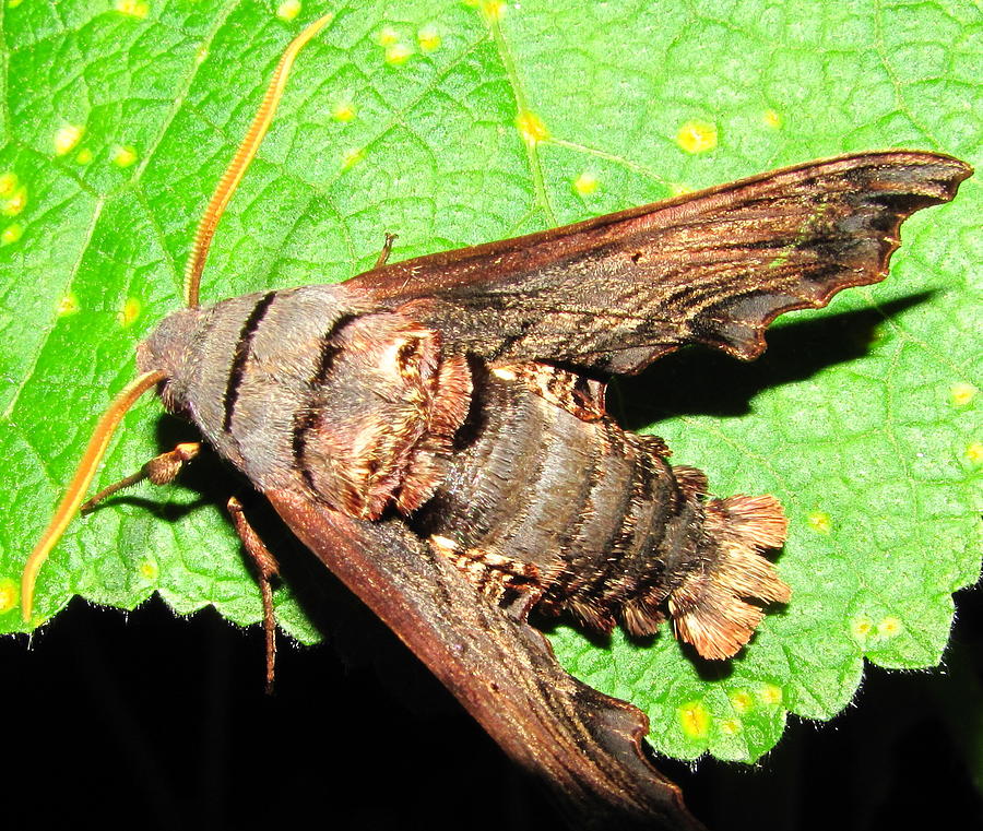 Abbotts Sphinx Moth Photograph by Joshua Bales