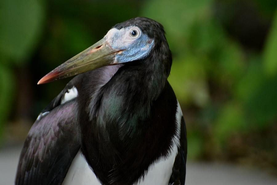 Abdim's Stork Photograph by Don Columbus - Fine Art America