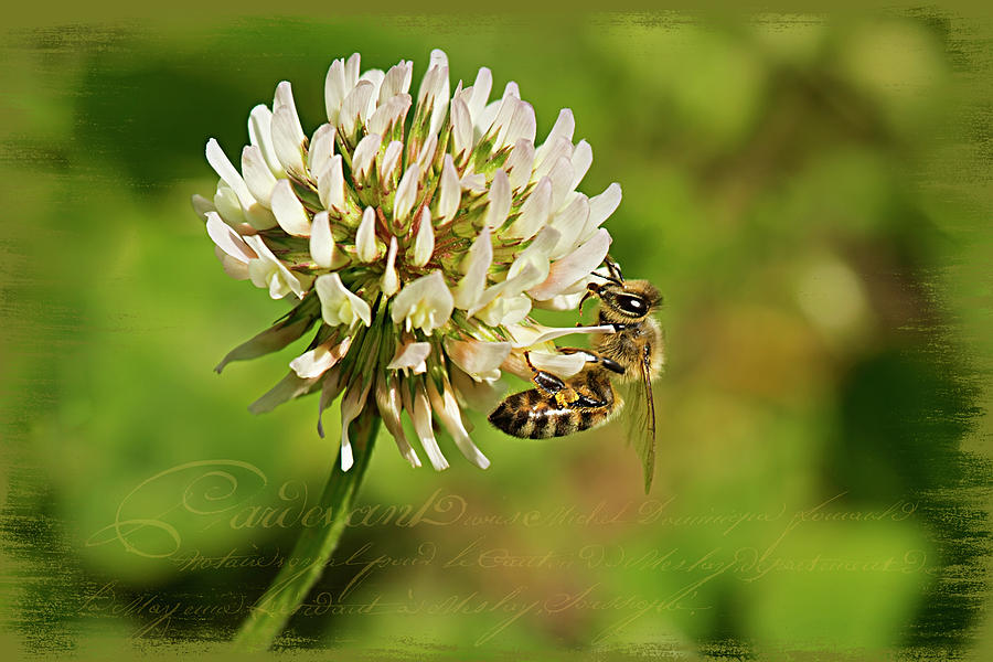 Abeille Photograph by Patricia Montgomery