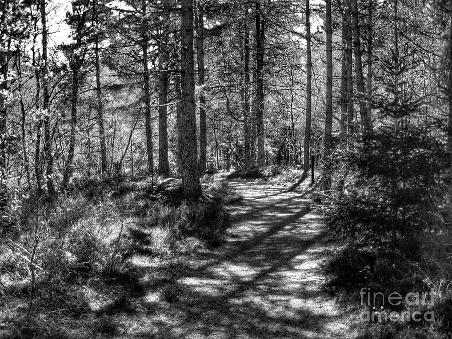 Abernethy Pinewood Forest in Monochrome Photograph by Joan-Violet Stretch