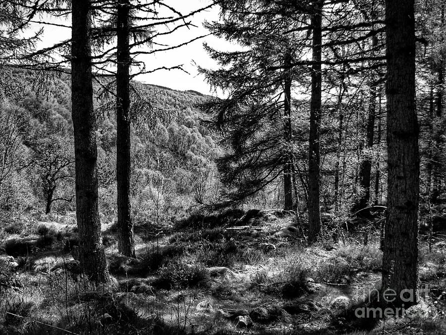 Abernethy Pinewood Forest in Monochrome 2 Photograph by Joan-Violet Stretch