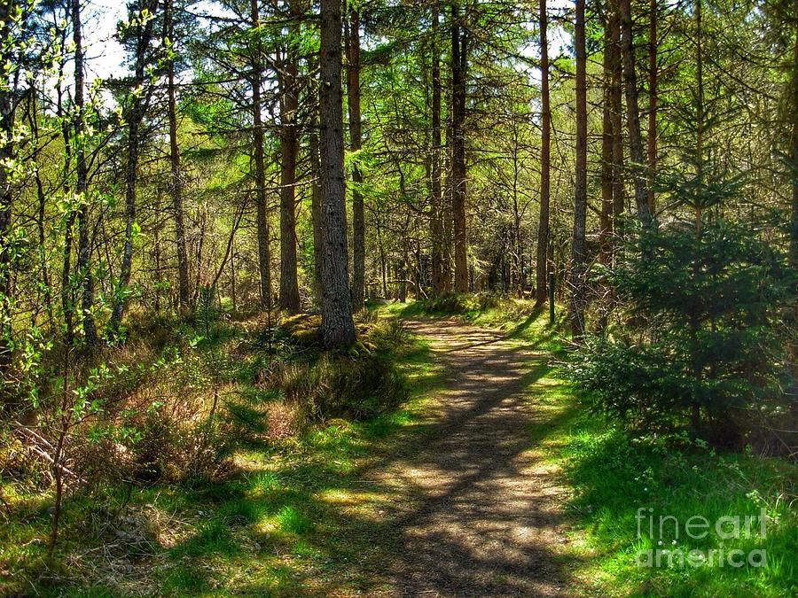 Abernethy Pinewood Forest Photograph by Joan-Violet Stretch