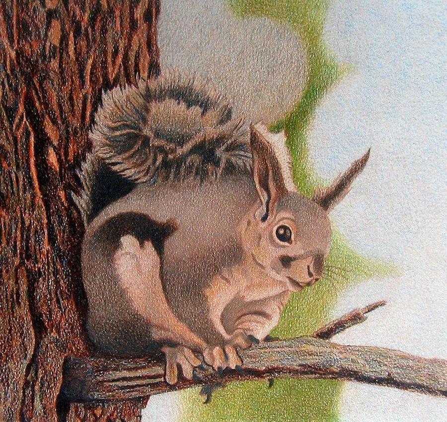 Aberts Squirrel Drawing by Dan Miller
