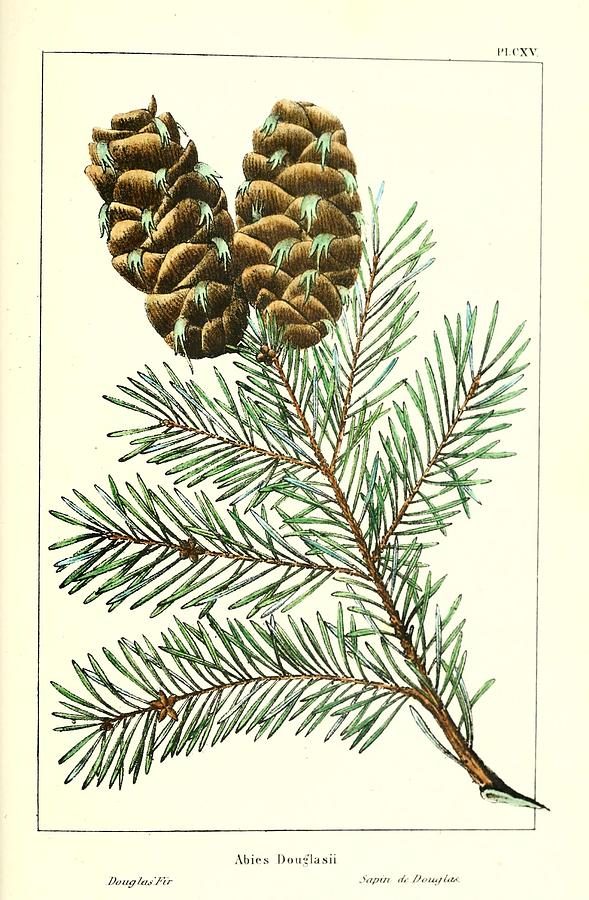 Abies Douglas Fir Painting by Unknown - Fine Art America