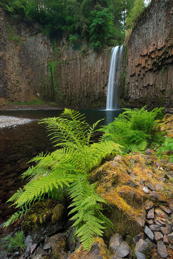 Abiqua with Ferns Photograph by Patrick Campbell