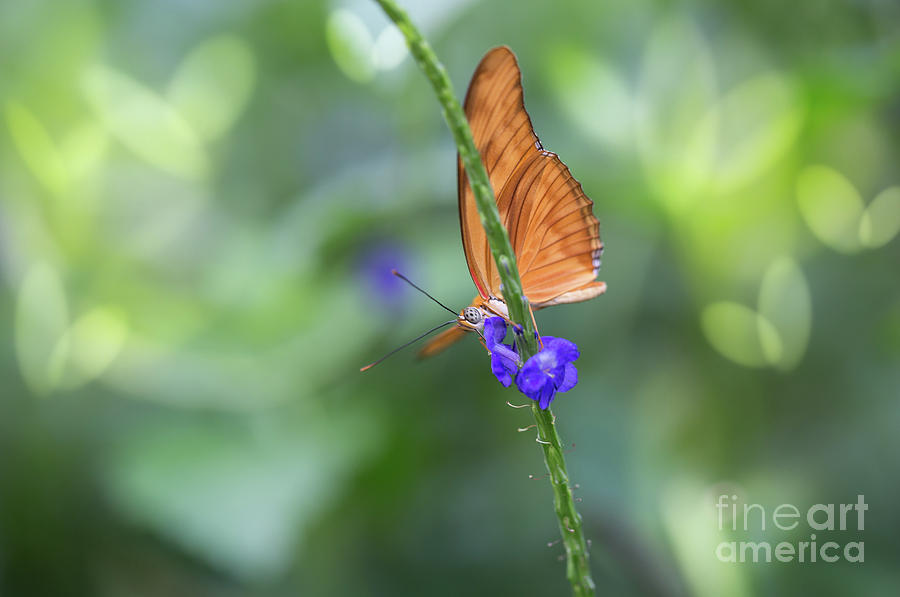 About Butterflies Photograph by Eva Lechner