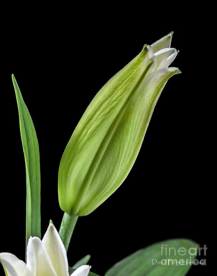 White Oriental Lily About To Bloom Photograph