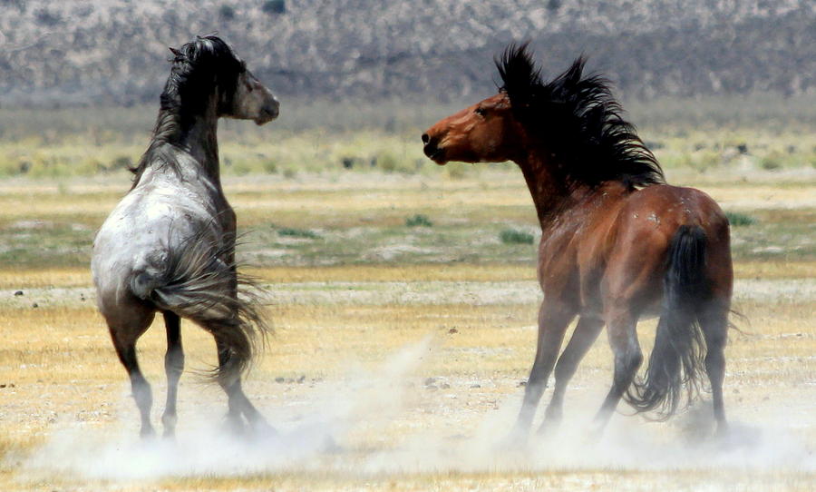 Mustangs Photograph - About to Rumble by Ron Romanosky