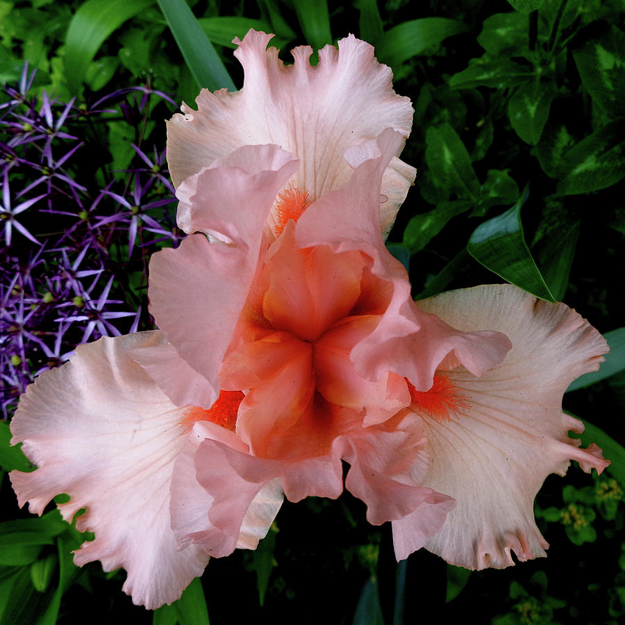 Above A Pink Ruffled Iris Photograph by Tara Hutton