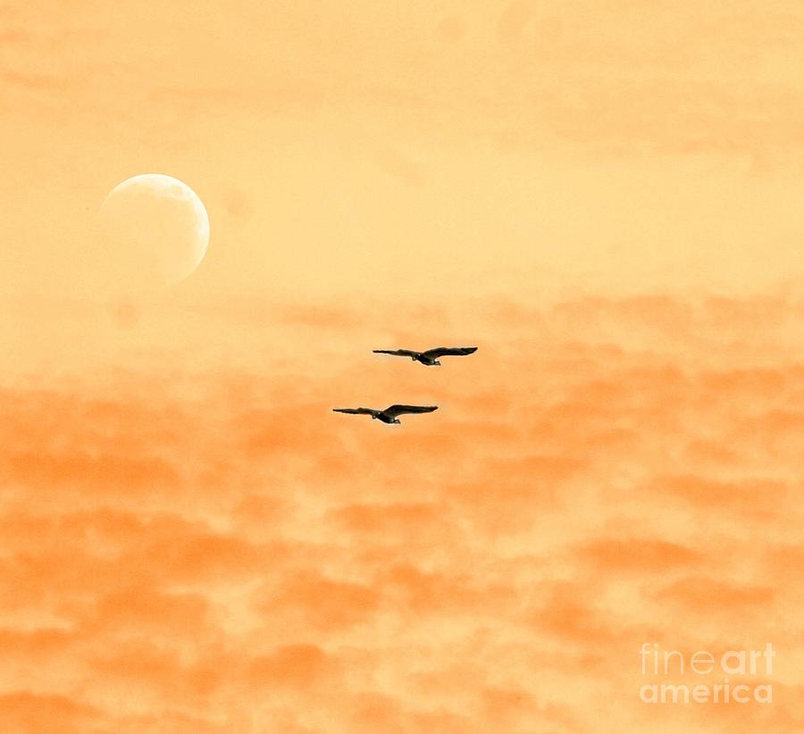 Bird Photograph - Above The Clouds In NE by Barbara S Nickerson