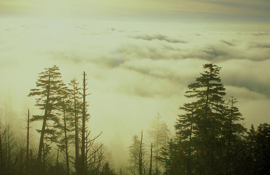 Above the Clouds Clingmans Dome Photograph by John Burk