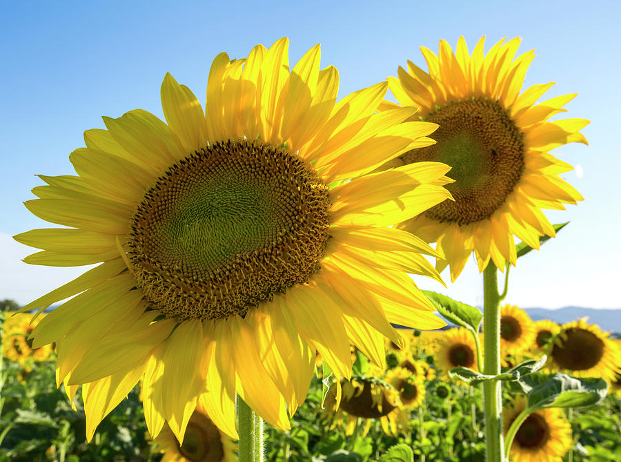 Sunflower Photograph - Above The Rest by Paul DeRocker