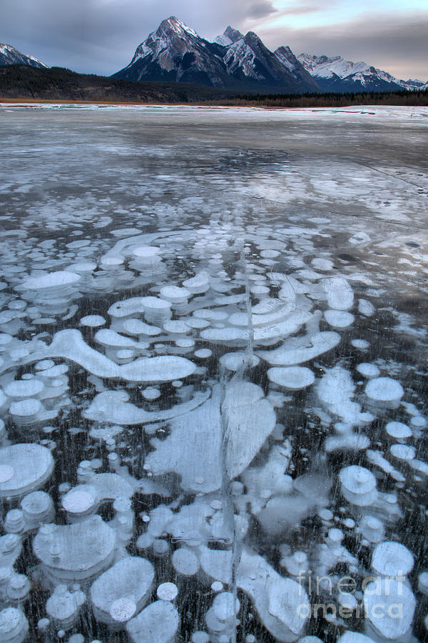 Abraham Lake Ice Bubbles Photograph by Adam Jewell