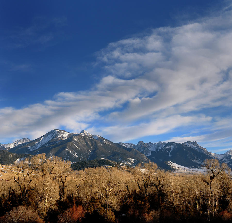 Absaroka Range Mountains Through Cottonwood Trees On Old Yellows ...