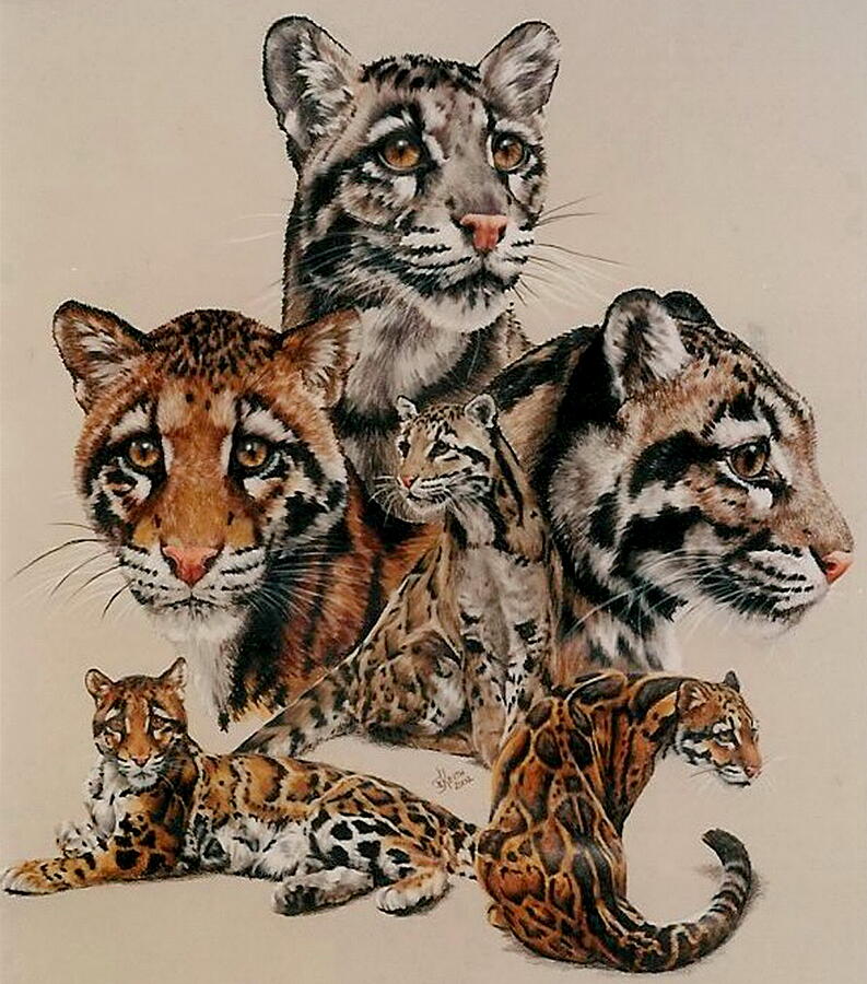 Wildlife Drawing - Absence of Fear by Barbara Keith