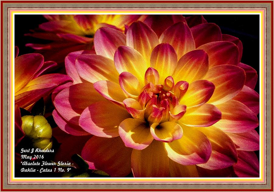 Nature Painting - Absolute Flower Gloria - Dahlia Catus 1 No. 9 L A With Decorative Ornate Printed Frame. by Gert J Rheeders