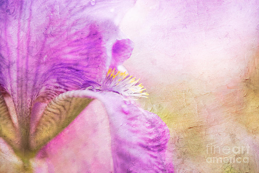 Vintage Photograph - Absolute Purple Elegance - Lily Floral Print by Nikki Vig