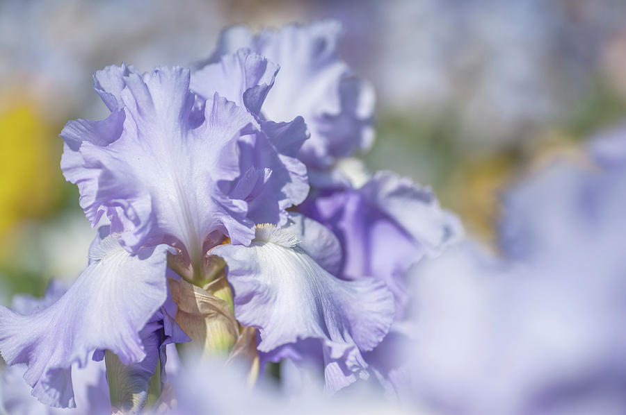 Absolute Treasure 1. The Beauty of Irises Photograph by Jenny Rainbow