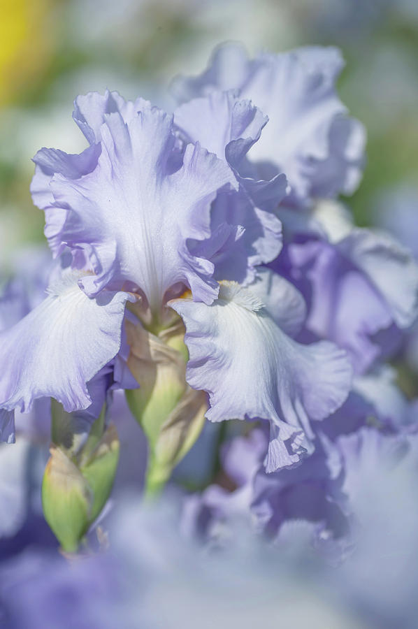 Absolute Treasure 2. The Beauty of Irises Photograph by Jenny Rainbow