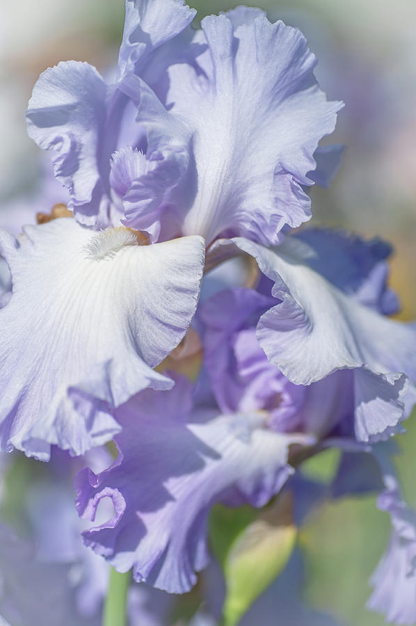 Absolute Treasure CloseUp 1. The Beauty of Irises Photograph by Jenny Rainbow