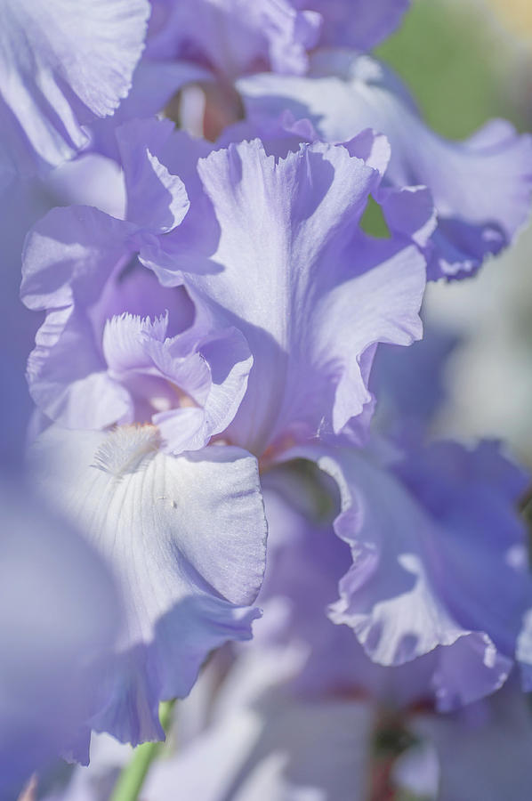 Absolute Treasure CloseUp 2. The Beauty of Irises Photograph by Jenny Rainbow